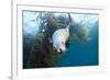 Californian Sea Lion, Zalophus Californianus, Cedros Iceland, Mexico-Reinhard Dirscherl-Framed Photographic Print