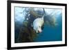 Californian Sea Lion, Zalophus Californianus, Cedros Iceland, Mexico-Reinhard Dirscherl-Framed Photographic Print