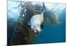 Californian Sea Lion, Zalophus Californianus, Cedros Iceland, Mexico-Reinhard Dirscherl-Mounted Photographic Print