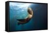 Californian Sea Lion, Zalophus Californianus, Cedros Iceland, Mexico-Reinhard Dirscherl-Framed Stretched Canvas