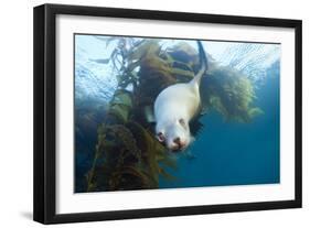 Californian Sea Lion, Zalophus Californianus, Cedros Iceland, Mexico-Reinhard Dirscherl-Framed Photographic Print