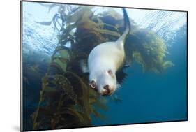 Californian Sea Lion, Zalophus Californianus, Cedros Iceland, Mexico-Reinhard Dirscherl-Mounted Photographic Print