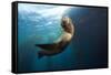 Californian Sea Lion, Zalophus Californianus, Cedros Iceland, Mexico-Reinhard Dirscherl-Framed Stretched Canvas