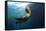 Californian Sea Lion, Zalophus Californianus, Cedros Iceland, Mexico-Reinhard Dirscherl-Framed Stretched Canvas