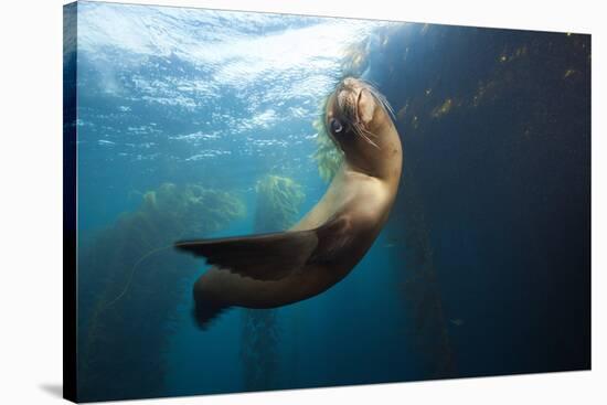 Californian Sea Lion, Zalophus Californianus, Cedros Iceland, Mexico-Reinhard Dirscherl-Stretched Canvas