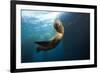 Californian Sea Lion, Zalophus Californianus, Cedros Iceland, Mexico-Reinhard Dirscherl-Framed Photographic Print