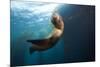 Californian Sea Lion, Zalophus Californianus, Cedros Iceland, Mexico-Reinhard Dirscherl-Mounted Photographic Print