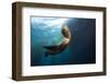 Californian Sea Lion, Zalophus Californianus, Cedros Iceland, Mexico-Reinhard Dirscherl-Framed Photographic Print