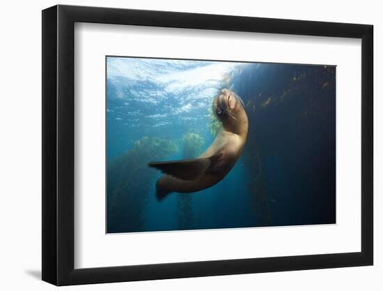 Californian Sea Lion, Zalophus Californianus, Cedros Iceland, Mexico-Reinhard Dirscherl-Framed Photographic Print