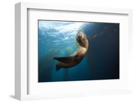 Californian Sea Lion, Zalophus Californianus, Cedros Iceland, Mexico-Reinhard Dirscherl-Framed Photographic Print