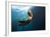 Californian Sea Lion, Zalophus Californianus, Cedros Iceland, Mexico-Reinhard Dirscherl-Framed Photographic Print