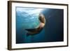 Californian Sea Lion, Zalophus Californianus, Cedros Iceland, Mexico-Reinhard Dirscherl-Framed Photographic Print