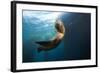 Californian Sea Lion, Zalophus Californianus, Cedros Iceland, Mexico-Reinhard Dirscherl-Framed Photographic Print