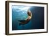 Californian Sea Lion, Zalophus Californianus, Cedros Iceland, Mexico-Reinhard Dirscherl-Framed Photographic Print