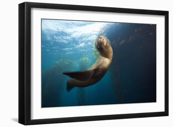 Californian Sea Lion, Zalophus Californianus, Cedros Iceland, Mexico-Reinhard Dirscherl-Framed Photographic Print