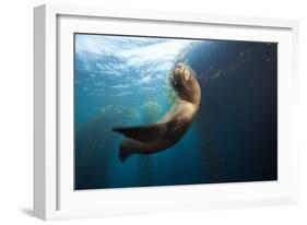 Californian Sea Lion, Zalophus Californianus, Cedros Iceland, Mexico-Reinhard Dirscherl-Framed Photographic Print