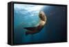 Californian Sea Lion, Zalophus Californianus, Cedros Iceland, Mexico-Reinhard Dirscherl-Framed Stretched Canvas