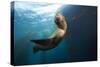 Californian Sea Lion, Zalophus Californianus, Cedros Iceland, Mexico-Reinhard Dirscherl-Stretched Canvas