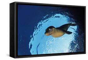 Californian Sea Lion, Zalophus Californianus, Mexico, Sea of Cortez, Baja California, La Paz-Reinhard Dirscherl-Framed Stretched Canvas