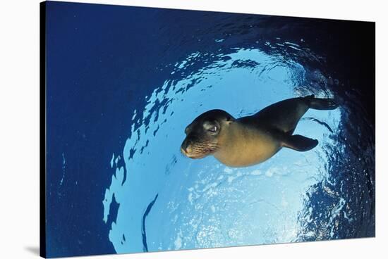 Californian Sea Lion, Zalophus Californianus, Mexico, Sea of Cortez, Baja California, La Paz-Reinhard Dirscherl-Stretched Canvas