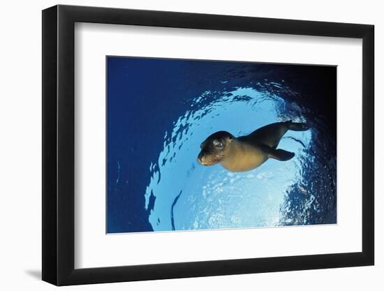 Californian Sea Lion, Zalophus Californianus, Mexico, Sea of Cortez, Baja California, La Paz-Reinhard Dirscherl-Framed Premium Photographic Print