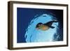 Californian Sea Lion, Zalophus Californianus, Mexico, Sea of Cortez, Baja California, La Paz-Reinhard Dirscherl-Framed Photographic Print