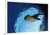 Californian Sea Lion, Zalophus Californianus, Mexico, Sea of Cortez, Baja California, La Paz-Reinhard Dirscherl-Framed Photographic Print