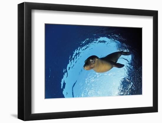 Californian Sea Lion, Zalophus Californianus, Mexico, Sea of Cortez, Baja California, La Paz-Reinhard Dirscherl-Framed Photographic Print