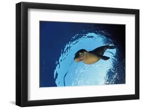 Californian Sea Lion, Zalophus Californianus, Mexico, Sea of Cortez, Baja California, La Paz-Reinhard Dirscherl-Framed Photographic Print