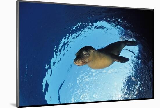 Californian Sea Lion, Zalophus Californianus, Mexico, Sea of Cortez, Baja California, La Paz-Reinhard Dirscherl-Mounted Photographic Print