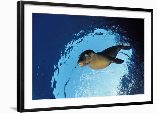 Californian Sea Lion, Zalophus Californianus, Mexico, Sea of Cortez, Baja California, La Paz-Reinhard Dirscherl-Framed Photographic Print