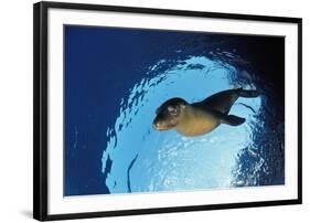 Californian Sea Lion, Zalophus Californianus, Mexico, Sea of Cortez, Baja California, La Paz-Reinhard Dirscherl-Framed Photographic Print