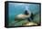 Californian Sea Lion (Zalophus Californianus)-Reinhard Dirscherl-Framed Stretched Canvas