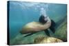 Californian Sea Lion (Zalophus Californianus)-Reinhard Dirscherl-Stretched Canvas