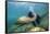 Californian Sea Lion (Zalophus Californianus)-Reinhard Dirscherl-Framed Stretched Canvas