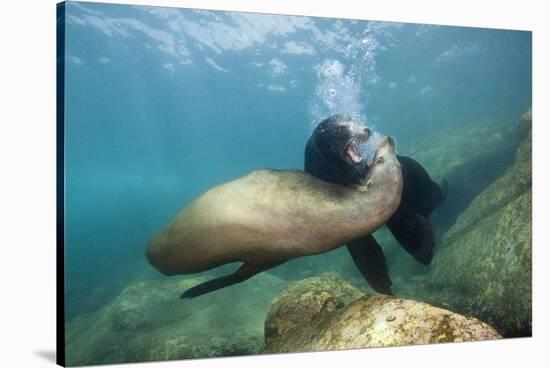 Californian Sea Lion (Zalophus Californianus)-Reinhard Dirscherl-Stretched Canvas