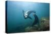 Californian Sea Lion (Zalophus Californianus)-Reinhard Dirscherl-Stretched Canvas