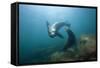 Californian Sea Lion (Zalophus Californianus)-Reinhard Dirscherl-Framed Stretched Canvas