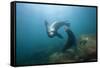 Californian Sea Lion (Zalophus Californianus)-Reinhard Dirscherl-Framed Stretched Canvas