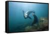 Californian Sea Lion (Zalophus Californianus)-Reinhard Dirscherl-Framed Stretched Canvas