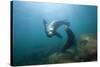 Californian Sea Lion (Zalophus Californianus)-Reinhard Dirscherl-Stretched Canvas