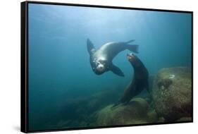 Californian Sea Lion (Zalophus Californianus)-Reinhard Dirscherl-Framed Stretched Canvas