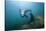 Californian Sea Lion (Zalophus Californianus)-Reinhard Dirscherl-Stretched Canvas