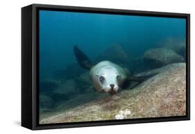 Californian Sea Lion (Zalophus Californianus)-Reinhard Dirscherl-Framed Stretched Canvas