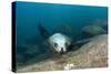 Californian Sea Lion (Zalophus Californianus)-Reinhard Dirscherl-Stretched Canvas