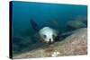 Californian Sea Lion (Zalophus Californianus)-Reinhard Dirscherl-Stretched Canvas