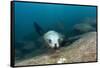 Californian Sea Lion (Zalophus Californianus)-Reinhard Dirscherl-Framed Stretched Canvas