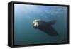 Californian Sea Lion (Zalophus Californianus)-Reinhard Dirscherl-Framed Stretched Canvas