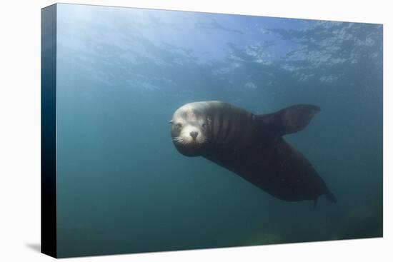 Californian Sea Lion (Zalophus Californianus)-Reinhard Dirscherl-Stretched Canvas