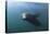 Californian Sea Lion (Zalophus Californianus)-Reinhard Dirscherl-Stretched Canvas